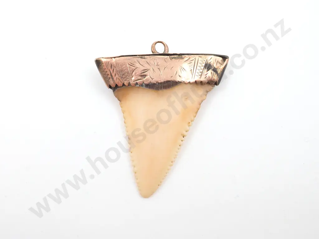 Colonial 9ct Gold Mounted Great White Shark Sharks Tooth Pendant Image 1++