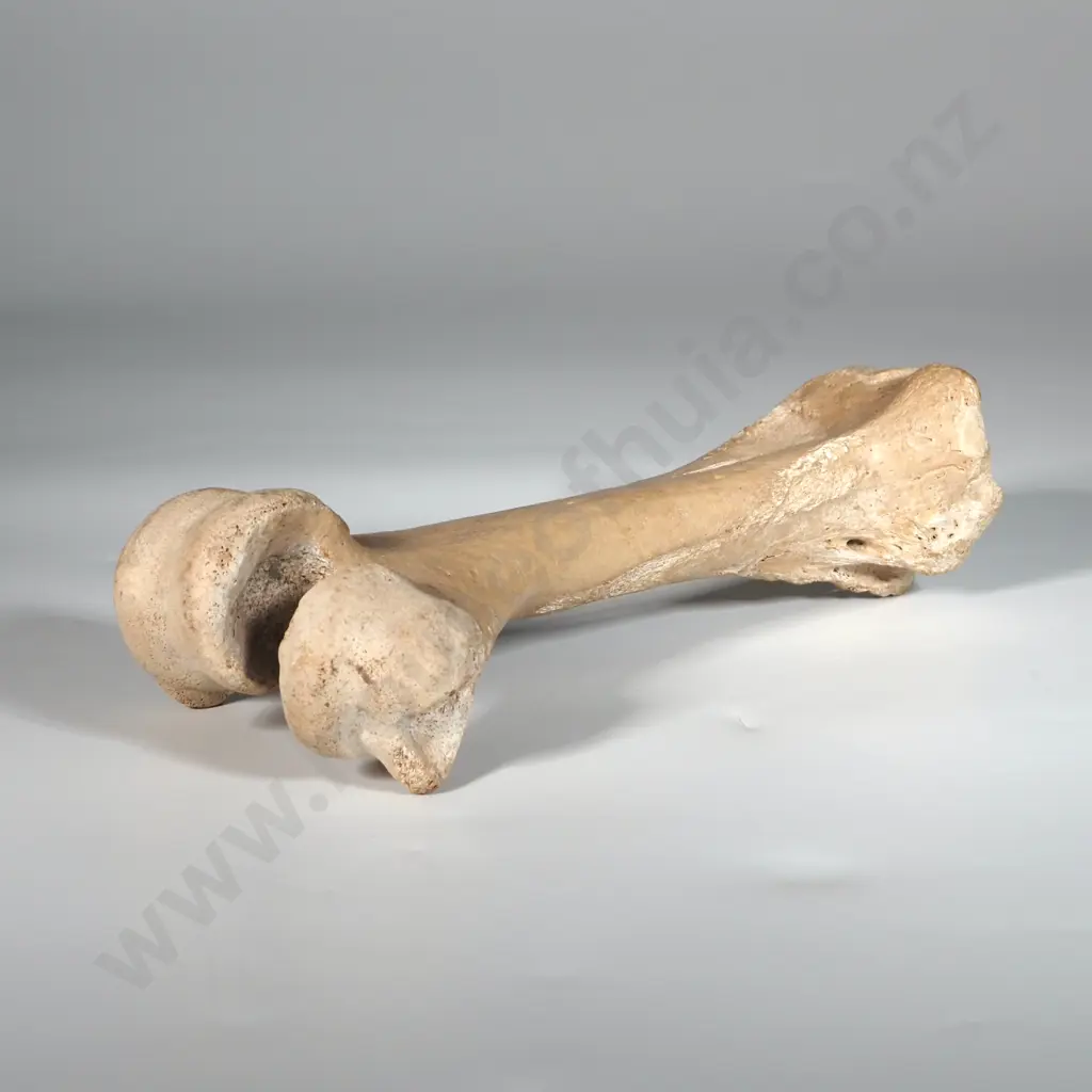 Moa Leg Bone  Image 1++