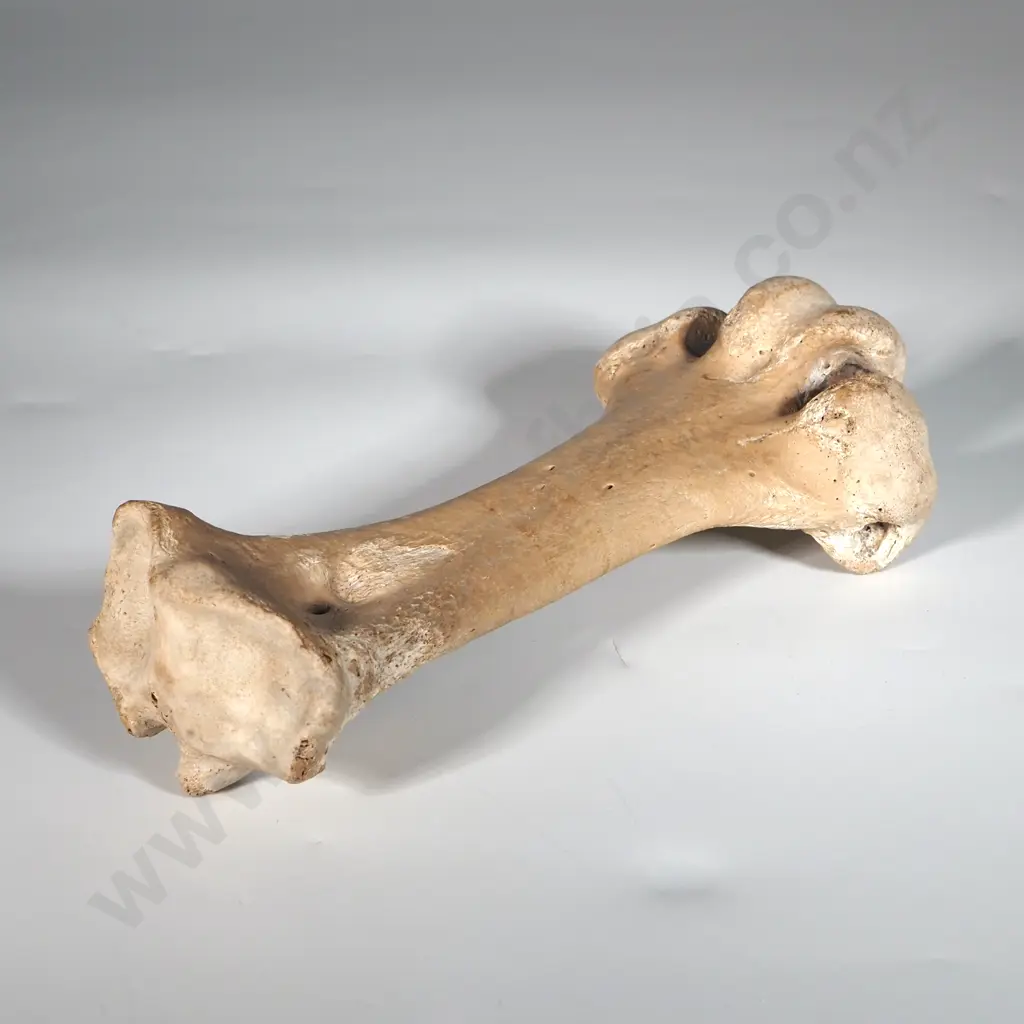 Moa Leg Bone  Image 1++