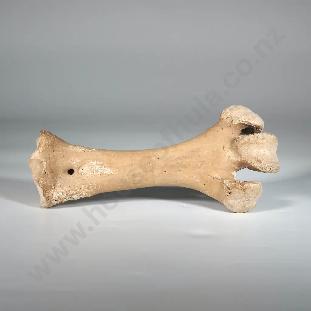 Moa Leg Bone  Image 1++