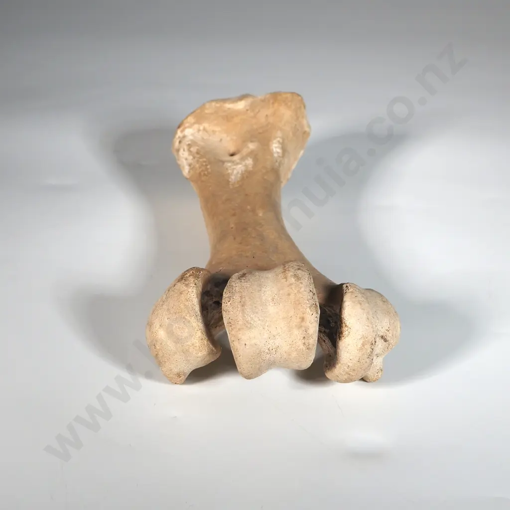 Moa Leg Bone  Image 1++