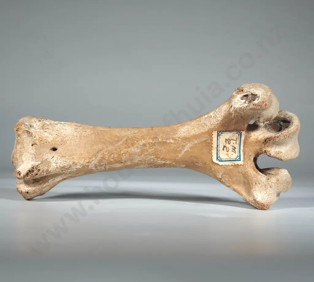 Moa Leg Bone  Image 1++