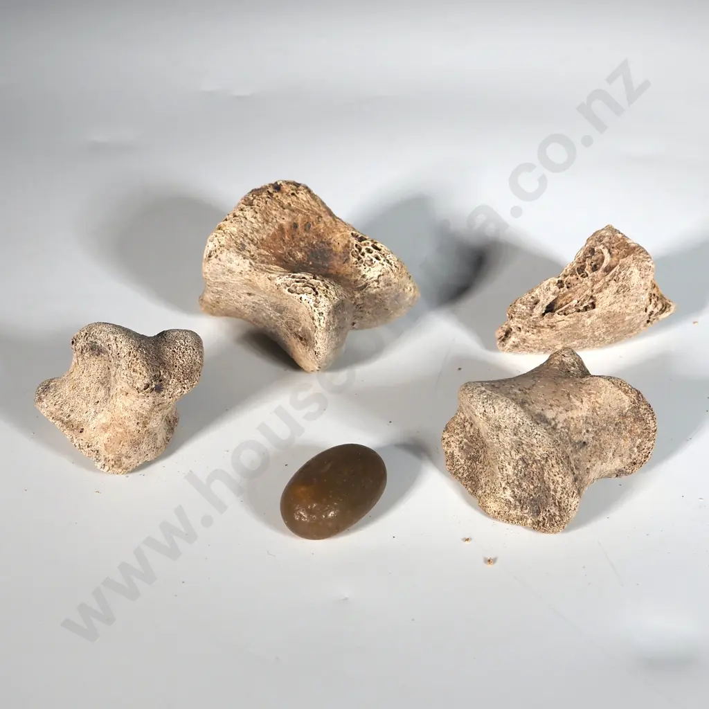 Three Moa Foot Bones, Claw & Gizzard Stone  Image 1++