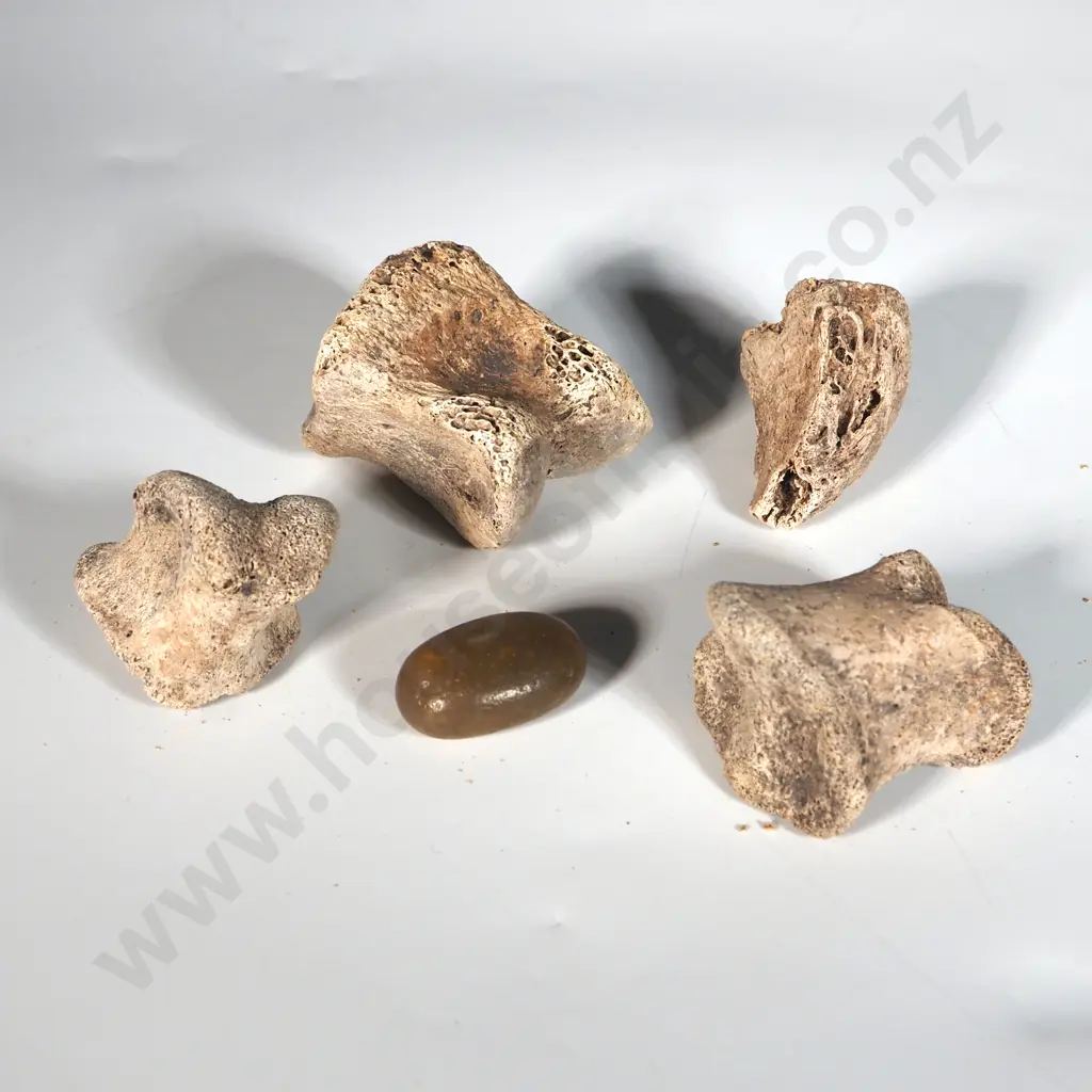 Three Moa Foot Bones, Claw & Gizzard Stone  Image 1++