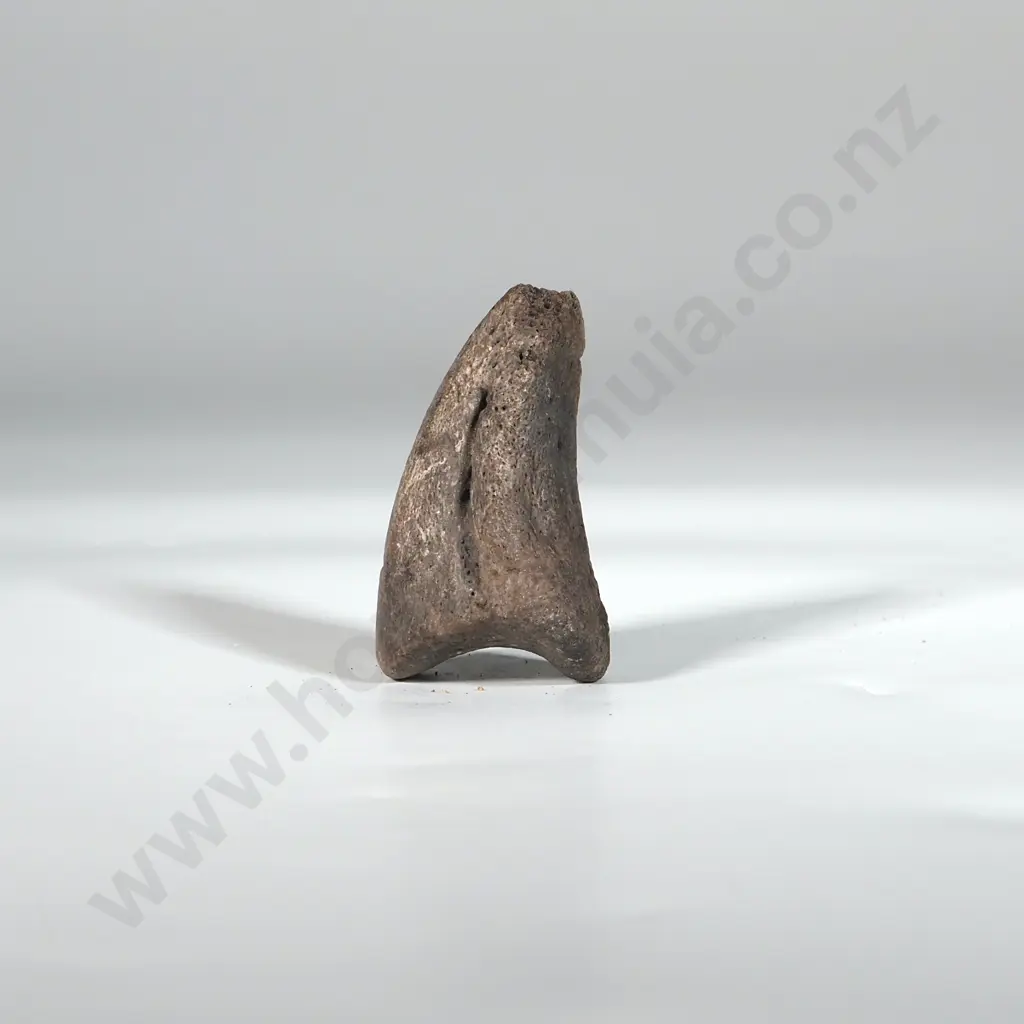 Ancient Moa Claw  Image 1++