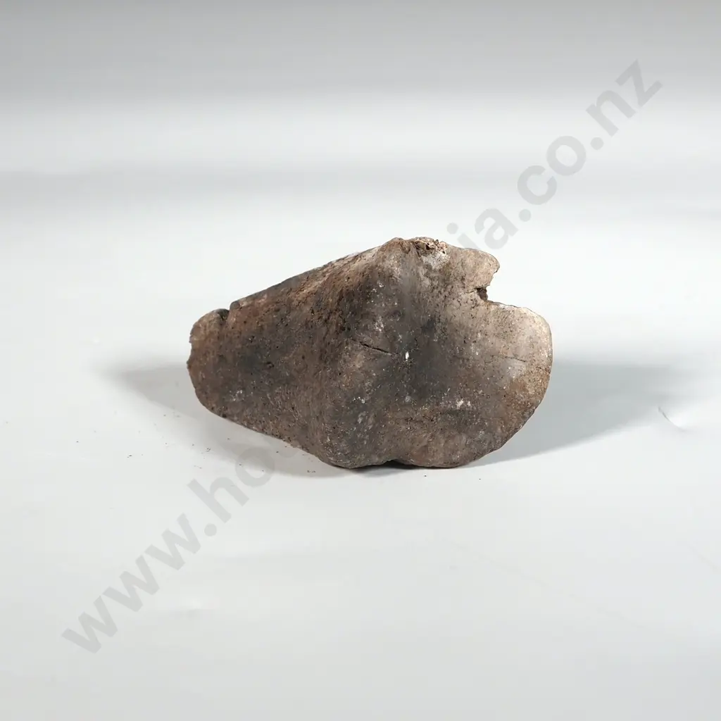 Ancient Moa Claw  Image 1++