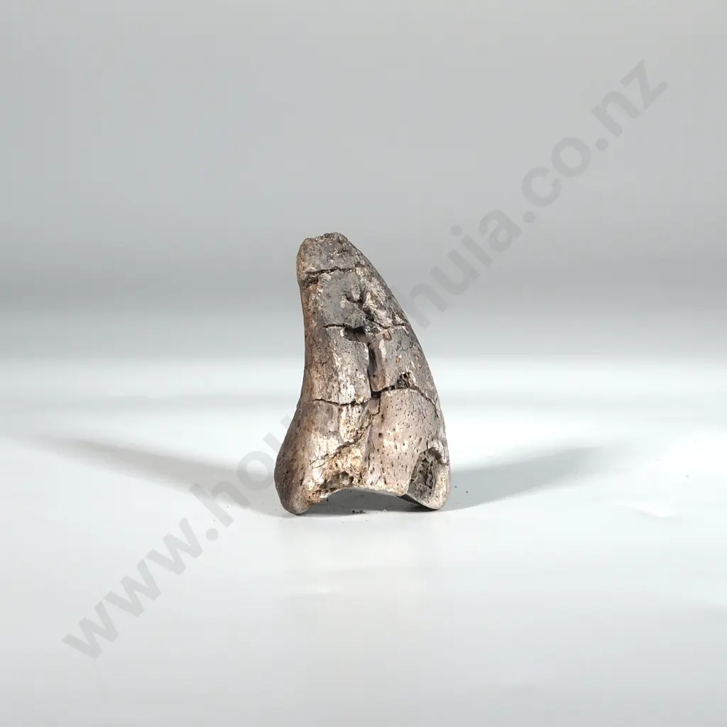 Ancient Moa Claw  Image 1++