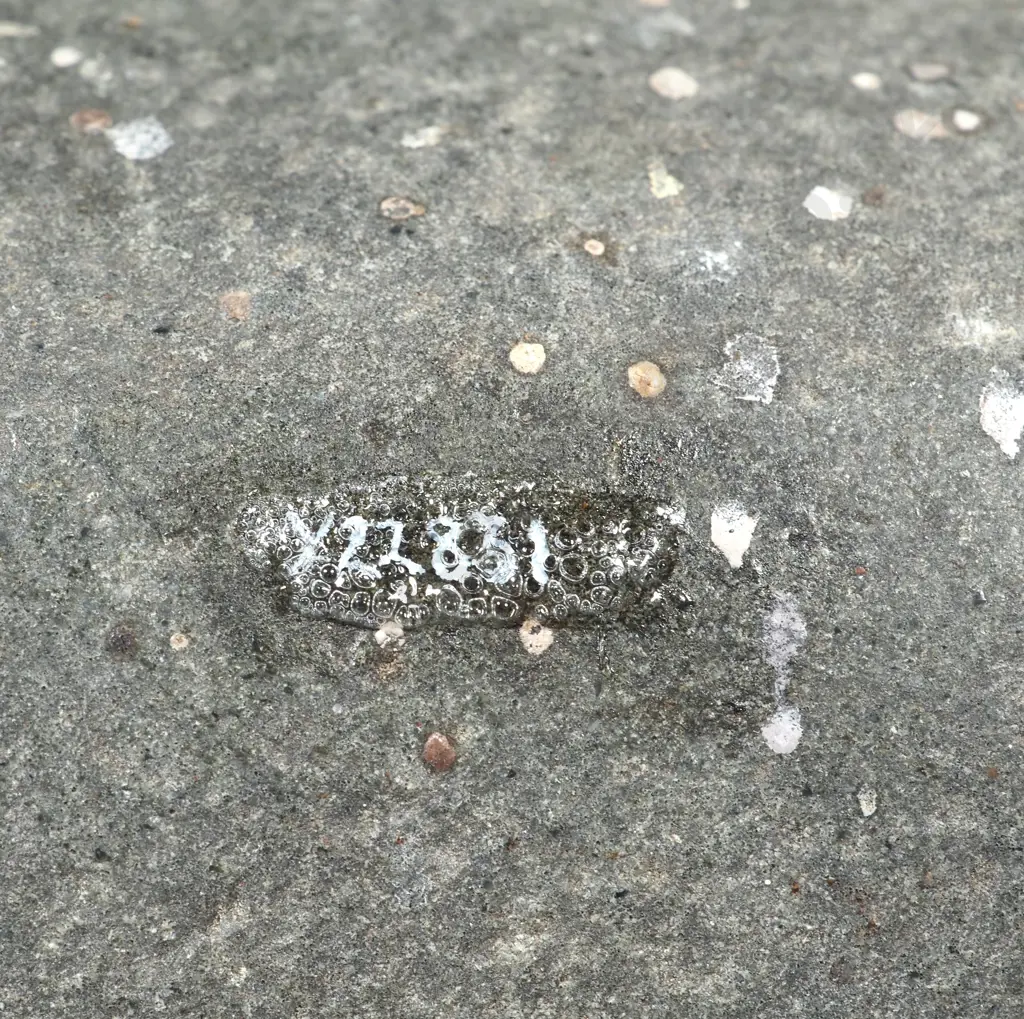 A Large & Impressive Pre-European Stone Toki Y22831 2.37 KG In Weight Image 1++