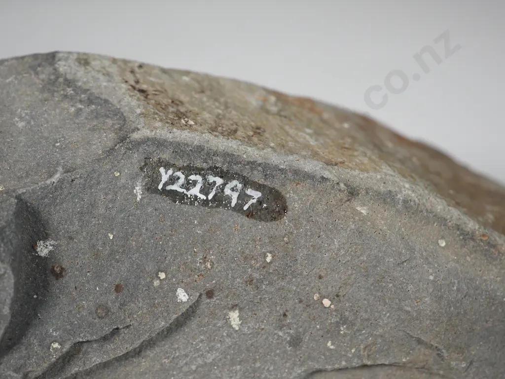 Pre-European Stone Toki Y-22797 Image 1++