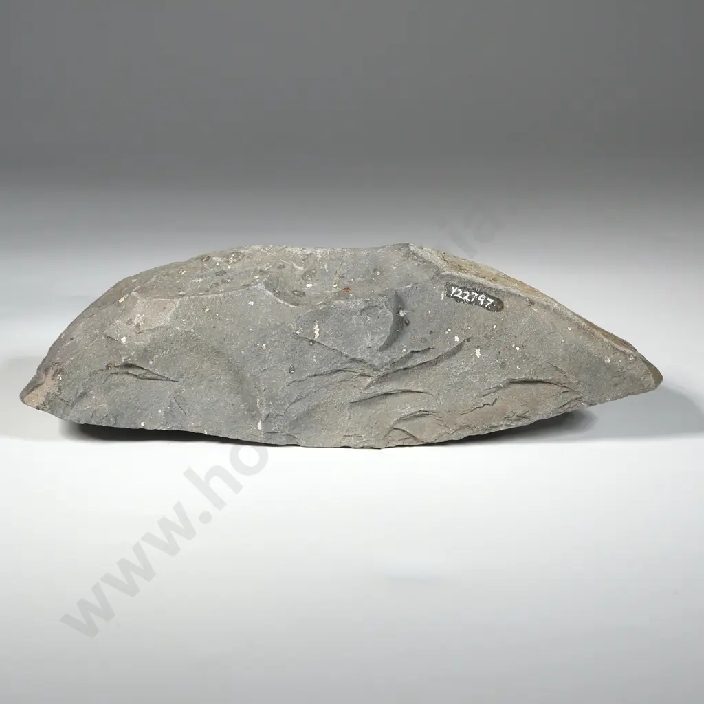 Pre-European Stone Toki Y-22797 Image 1++