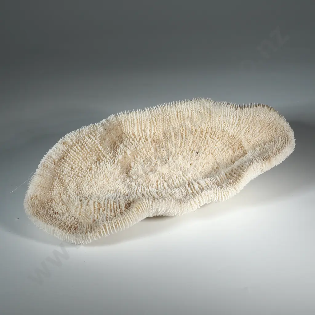 Diary of William Thomas Rowland Vowles during 1905 Voyage of the SS Southern Cross & Large Pacific Coral Head Specimen Image 1++