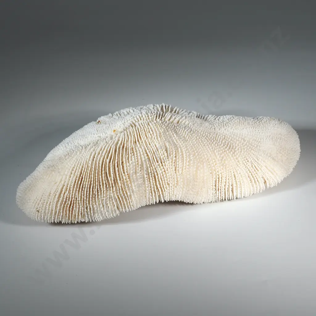 Diary of William Thomas Rowland Vowles during 1905 Voyage of the SS Southern Cross & Large Pacific Coral Head Specimen Image 1++