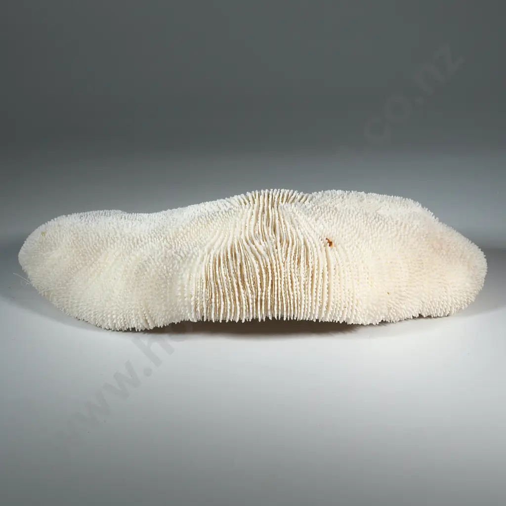 Diary of William Thomas Rowland Vowles during 1905 Voyage of the SS Southern Cross & Large Pacific Coral Head Specimen Image 1++