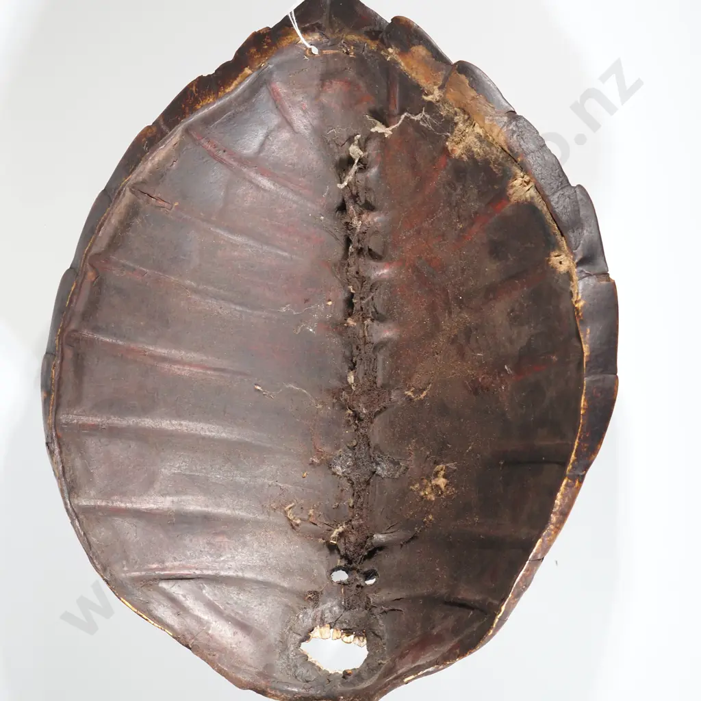 Pacific  Mask Made From A Turtle Shell. Shell Carved & Set With Seashell Eyes & Teeth To Resemble a Face - 53CM Tall Image 1++