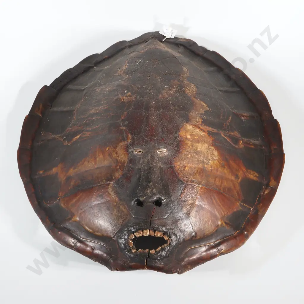 Pacific  Mask Made From A Turtle Shell. Shell Carved & Set With Seashell Eyes & Teeth To Resemble a Face - 53CM Tall Image 1++