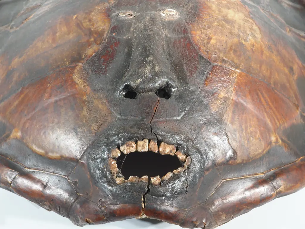 Pacific  Mask Made From A Turtle Shell. Shell Carved & Set With Seashell Eyes & Teeth To Resemble a Face - 53CM Tall Image 1++
