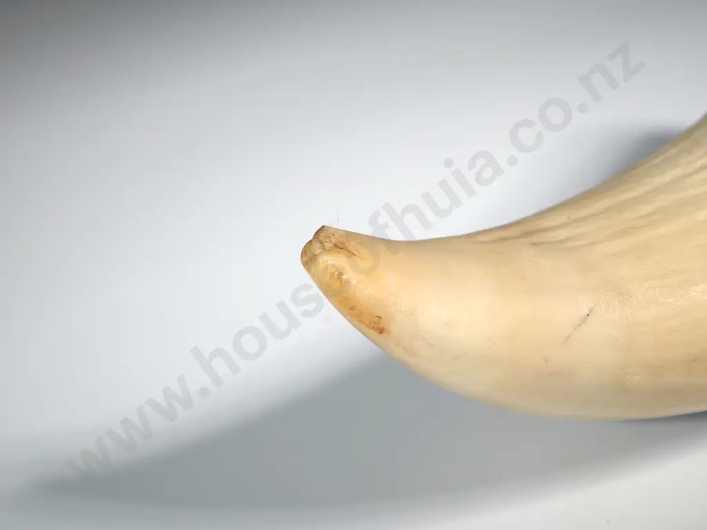 Scrimshaw On Whales tooth With Later Decoration Depicting A Hump Back? Whale Image 1++