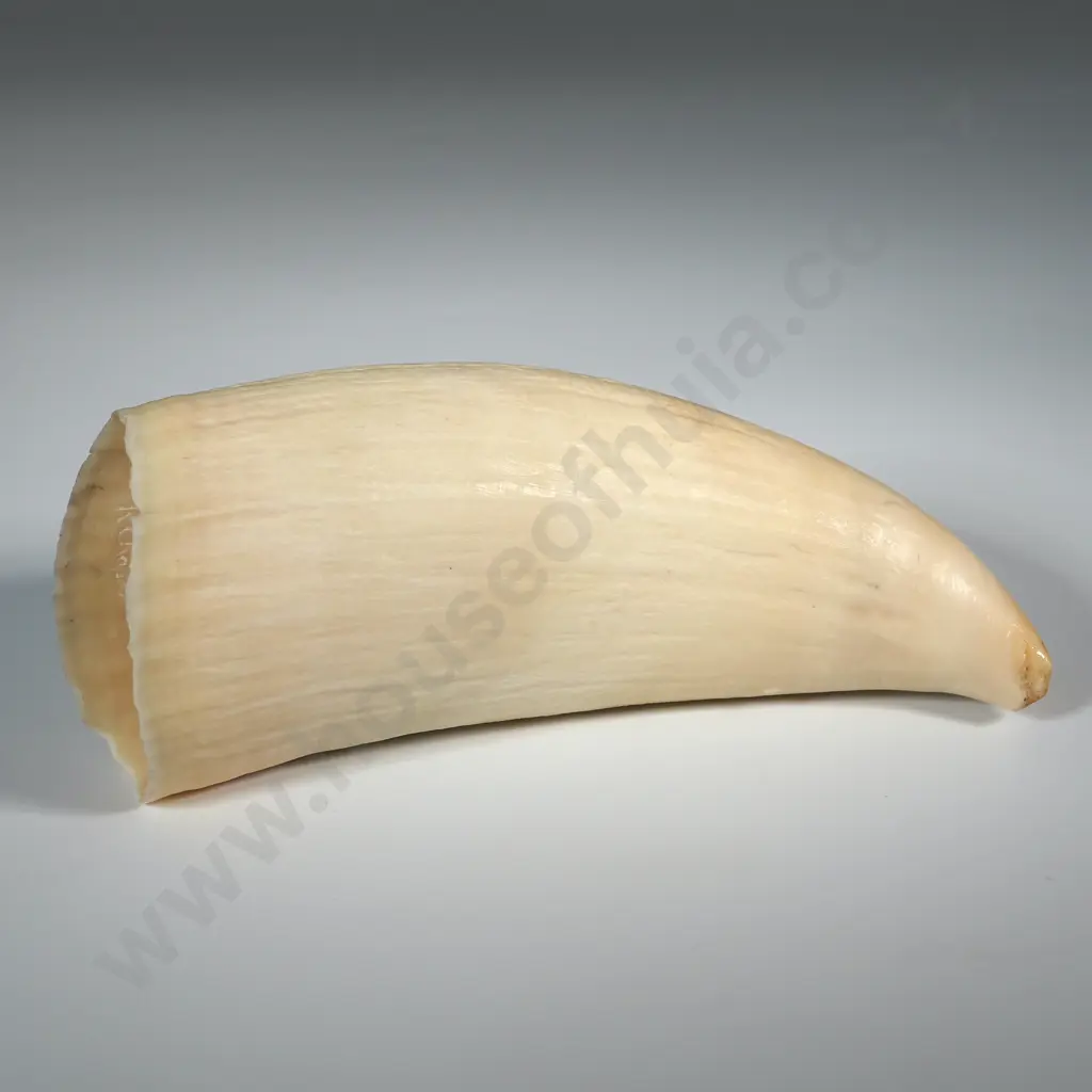 Scrimshaw On Whales tooth With Later Decoration Depicting A Hump Back? Whale Image 1++