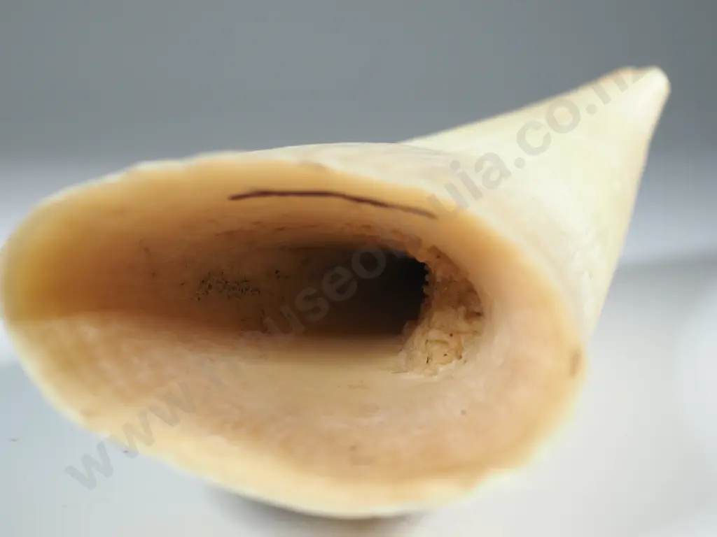 Scrimshaw On Whales tooth With Later Decoration Depicting A Hump Back? Whale Image 1++