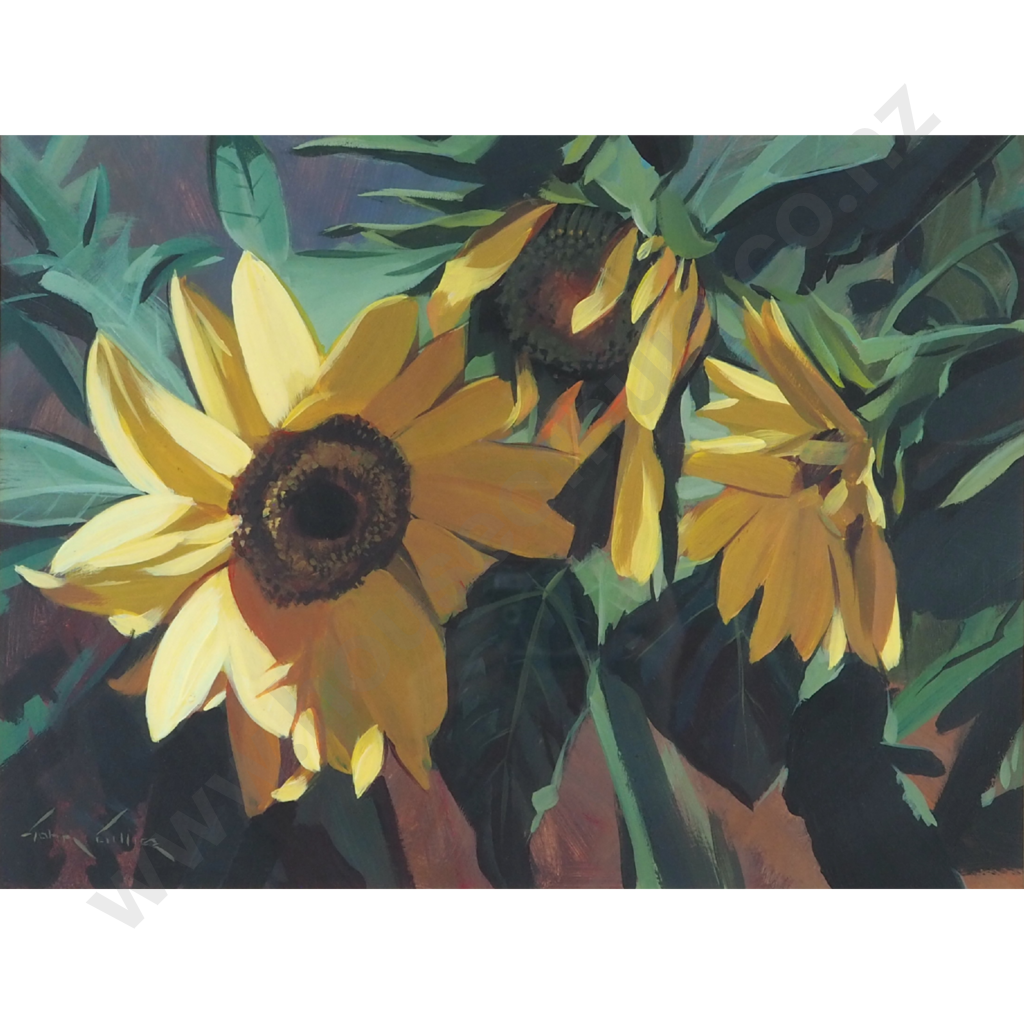 John Gillies. Sunflowers. Image 1++
