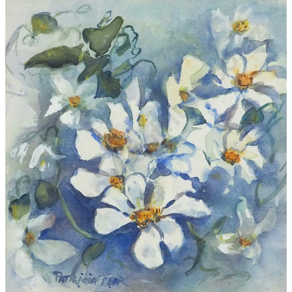 Patricia Fear. New Zealand Native Clematis Image 1++
