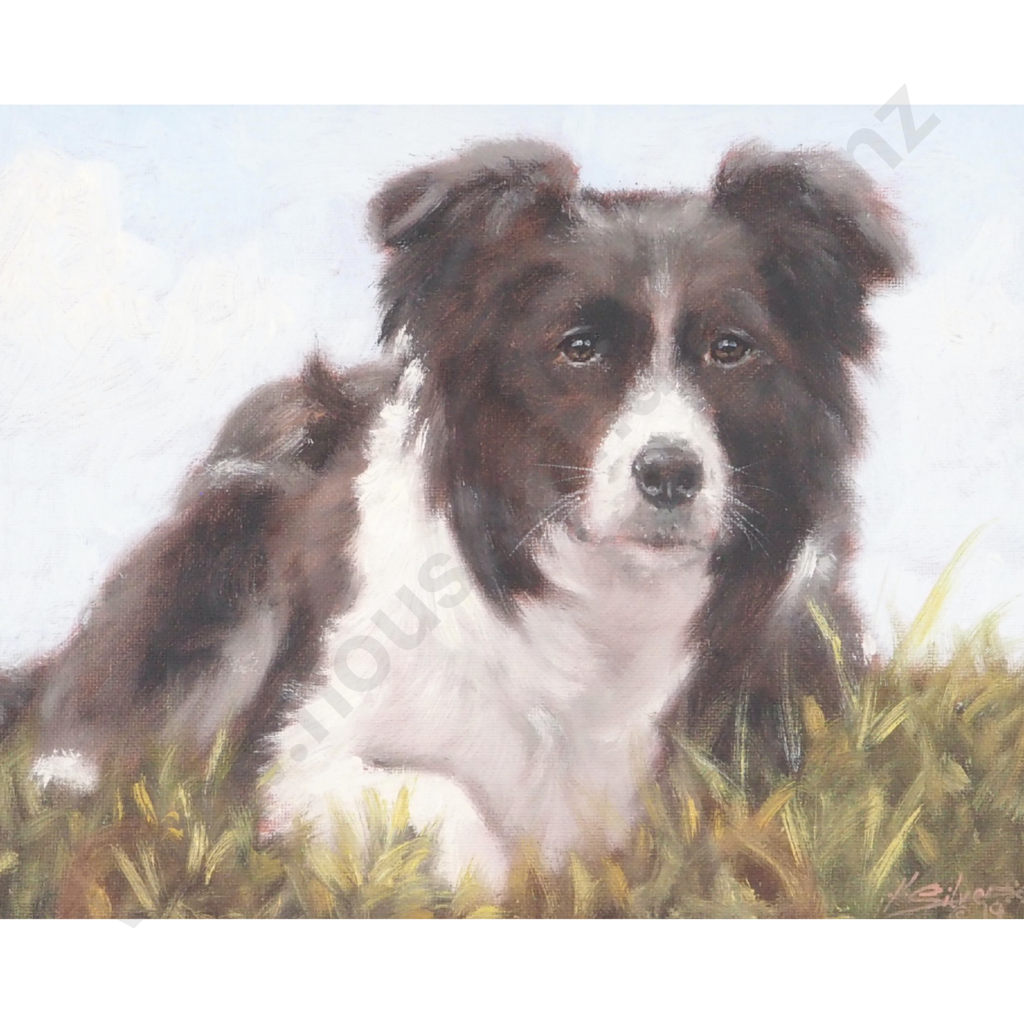 John Silver. 2019. Border Collie Portrait. Image 1++