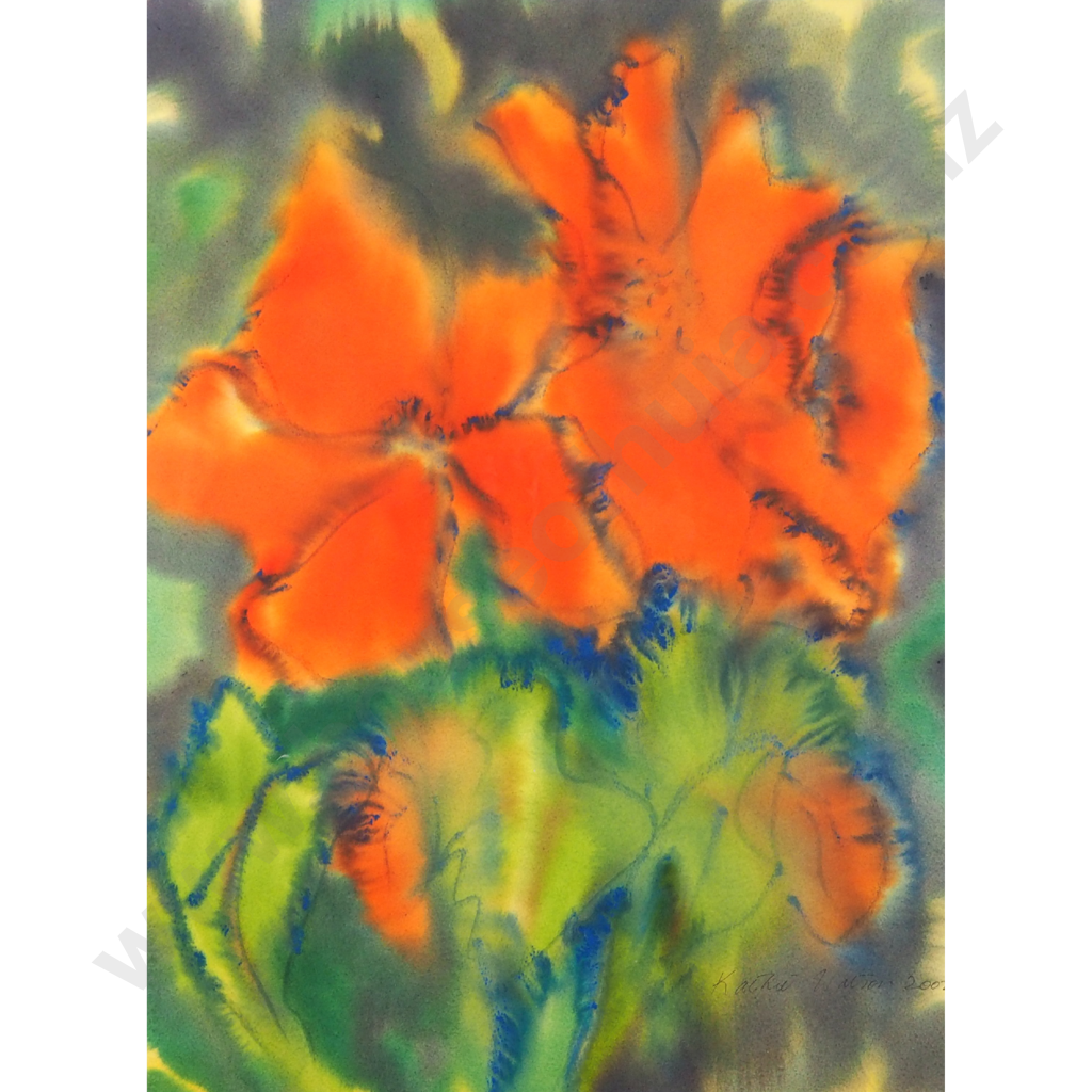 Kathie Watson. Begonias. Image 1++