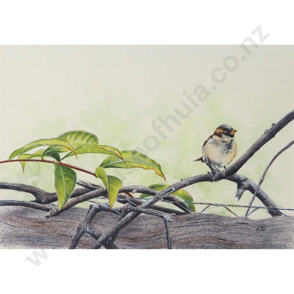 Trevor Platt.  Sparrow in My Garden Series. Image 1++