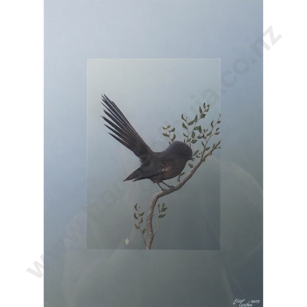 Eliot Coates. 2005. Fantail. Image 1++