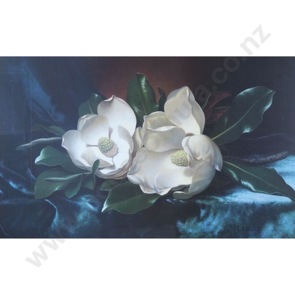 J. V. Head. Still Life Magnolias. Image 1++