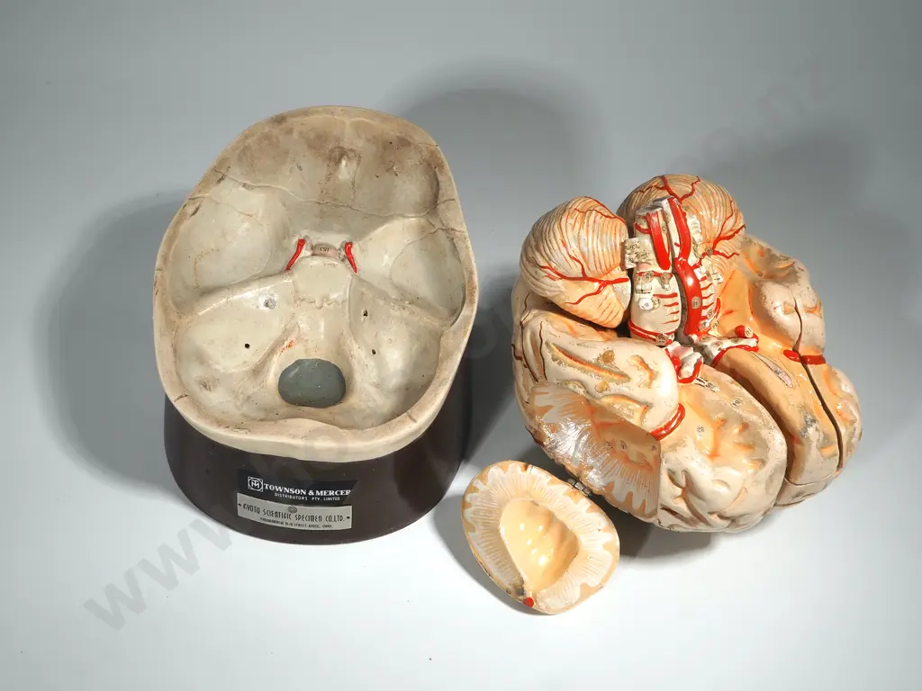 Vintage Townsend & Mercer Specimen Brain Model Image 1++