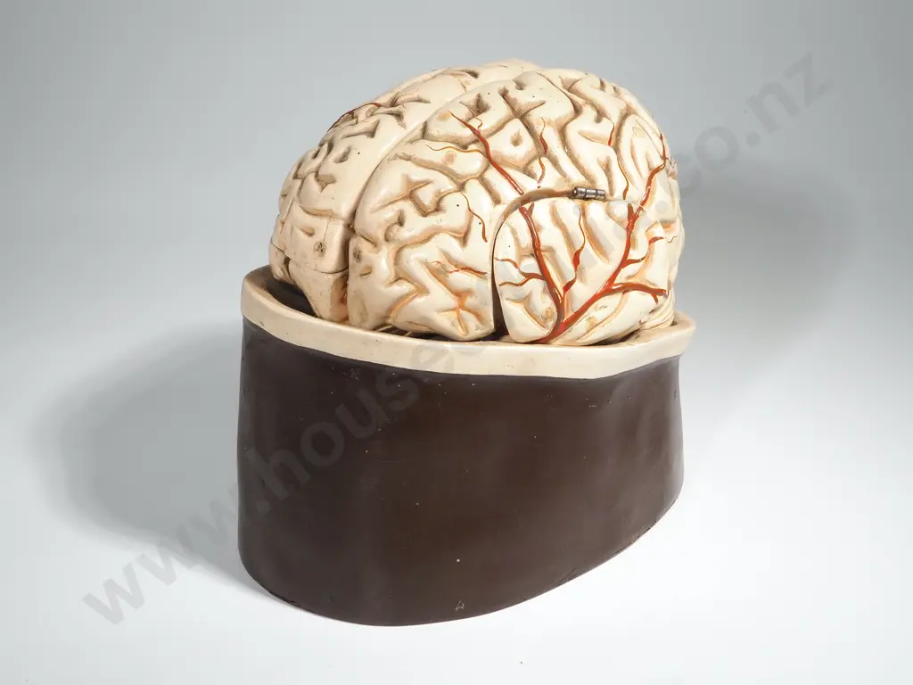 Vintage Townsend & Mercer Specimen Brain Model Image 1++
