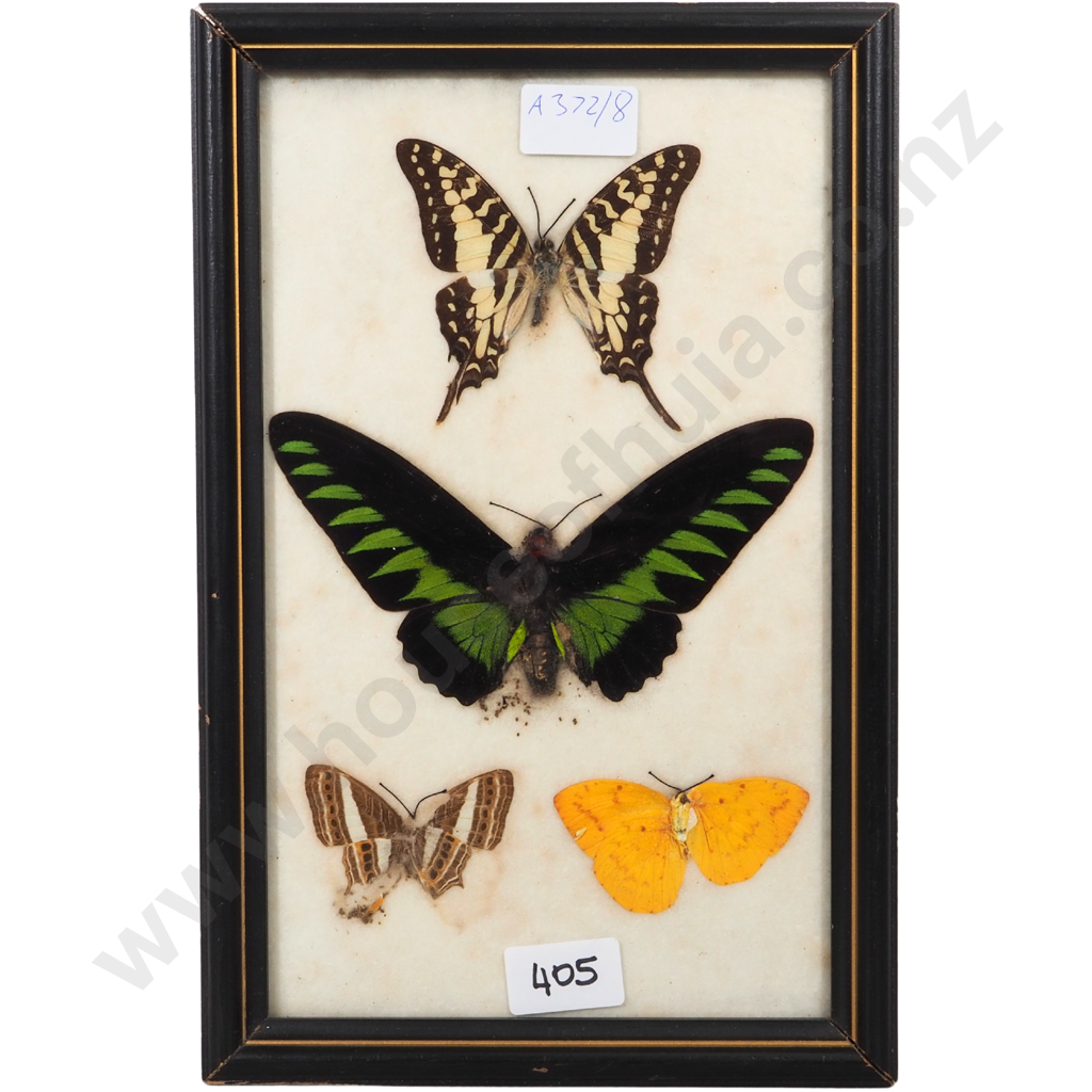 Mounted Butterfly Specimens - A/F  Image 1++