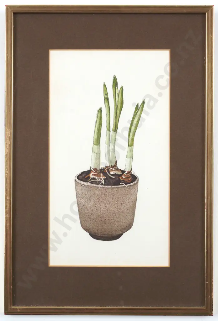 Patricia K Payne. 2002. Bulbs in a Bowl. Watercolour on Paper. Image 1++