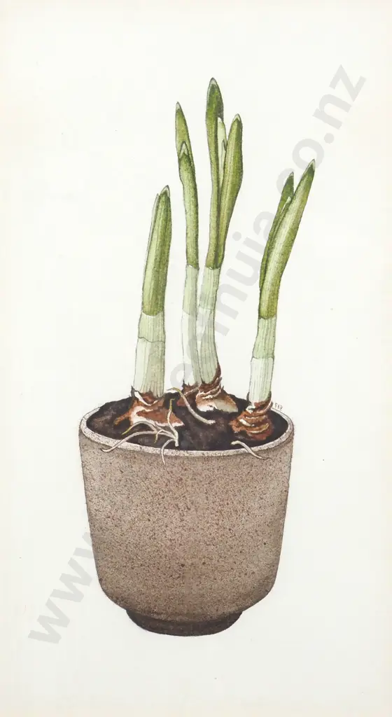 Patricia K Payne. 2002. Bulbs in a Bowl. Watercolour on Paper. Image 1++