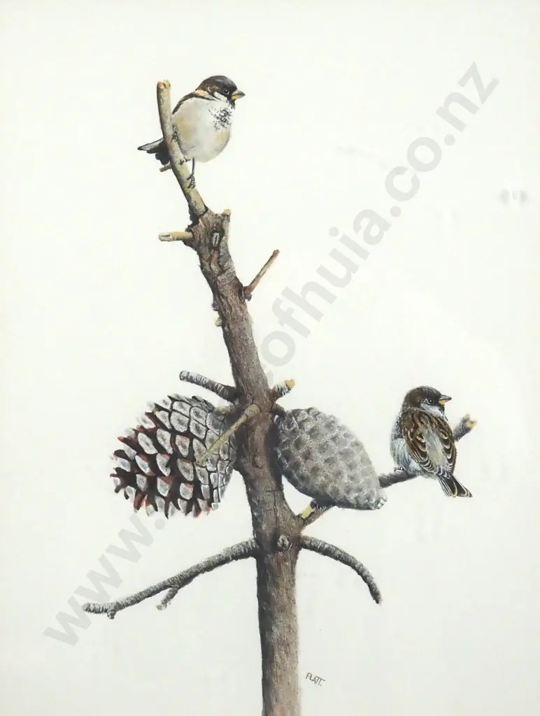 Trevor Platt. 1994. Sparrows in My Garden Series II, No. 33. Watercolour. Image 1++