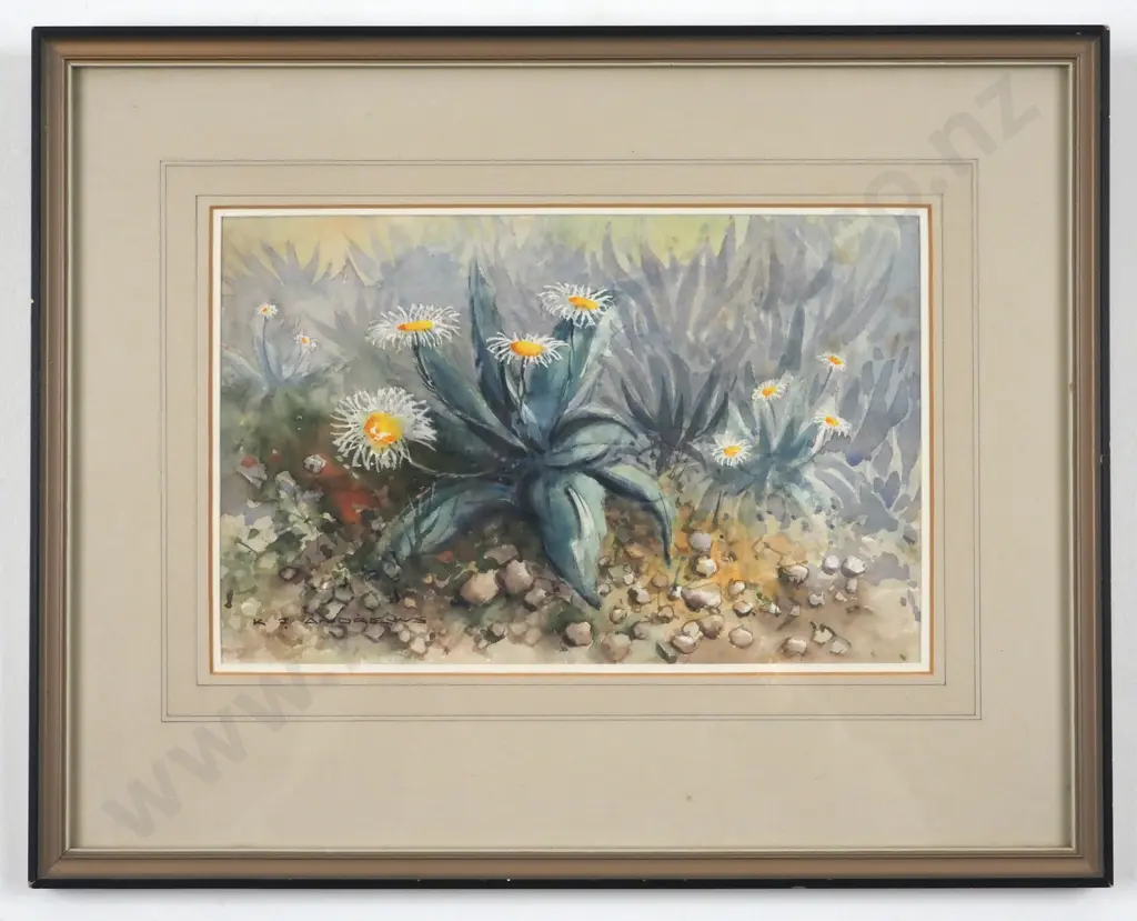 K.J Andrews. 1983. Celmisia Coriacea. Watercolour. Image 1++