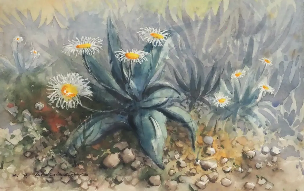 K.J Andrews. 1983. Celmisia Coriacea. Watercolour. Image 1++