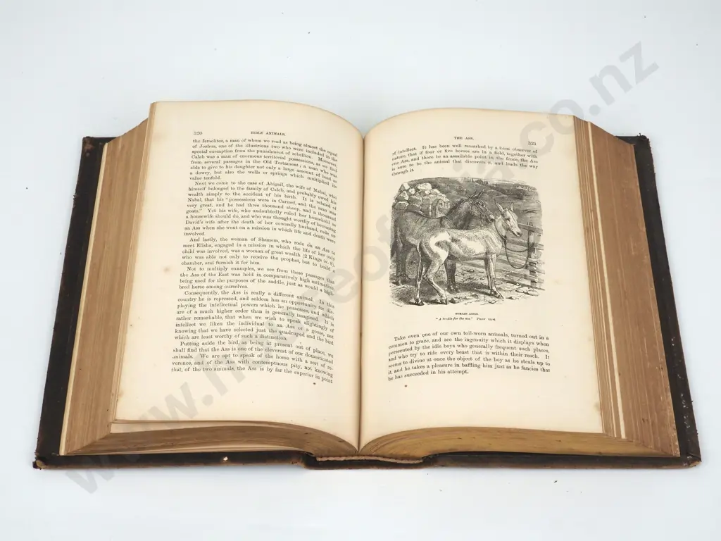 Wood's Bible Animals; Garretson & Co., 1880. Image 1++