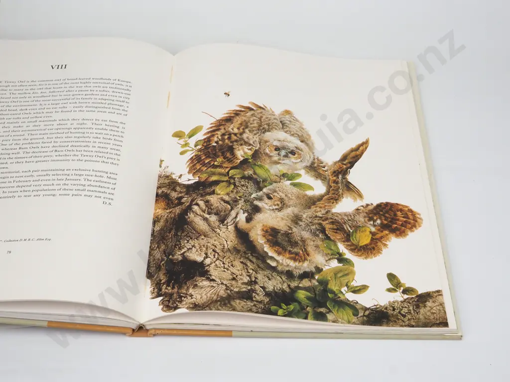 Raymond Ching, The Bird Paintings. Watercolours & Pencil Drawings, 1969-1975 (Second Edition) Image 1++
