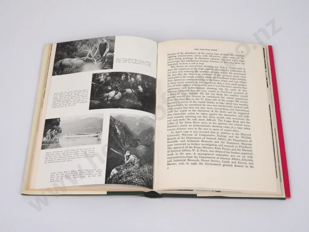 Banwell, D. Bruce; Wapiti in New Zealand Image 1++