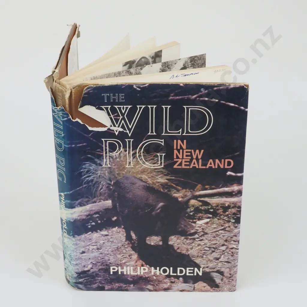 Holden, Philip; The Wild Pig in New Zealand Image 1++