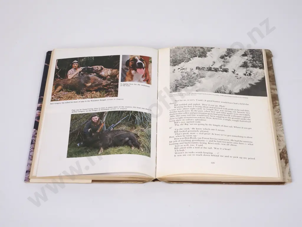 Holden, Philip; The Wild Pig in New Zealand Image 1++