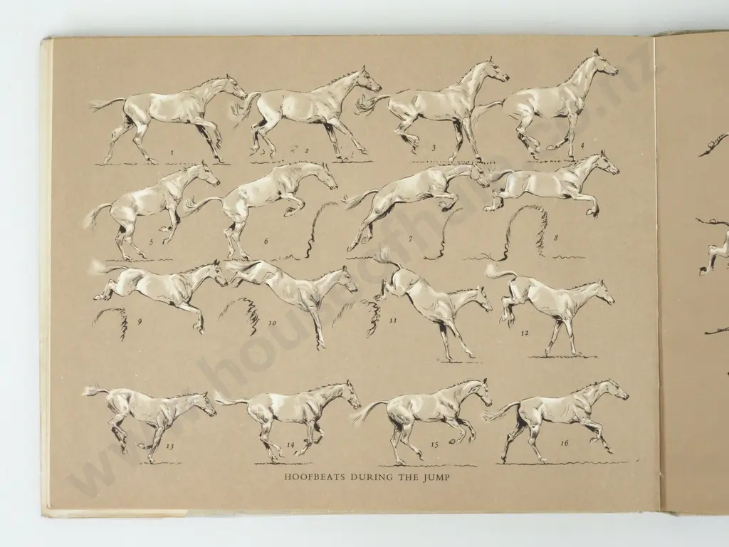 Wynmalen, Henry; The Horse in Action Image 1++