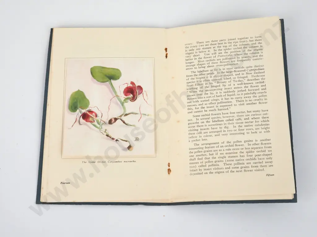 Dalrymple, H.K.; Orchid Hunting In Otago, New Zealand; Coulls Somerville Wilkie, 1937 Image 1++