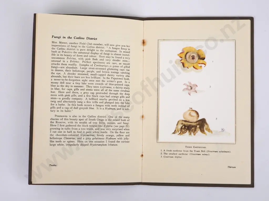 Dalrymple, H.K.; Fungus Hunting in Otago, New Zealand;Coulls Somerville Wilkie, 1940. Image 1++