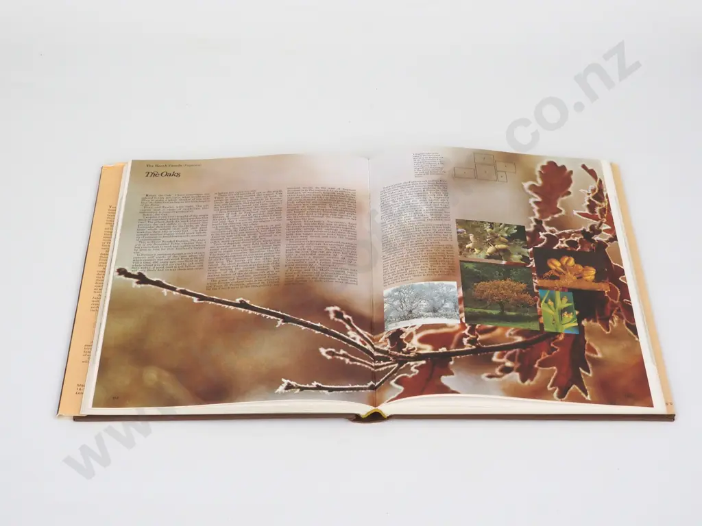 Johnson, Hugh; The International Book of Trees. Image 1++