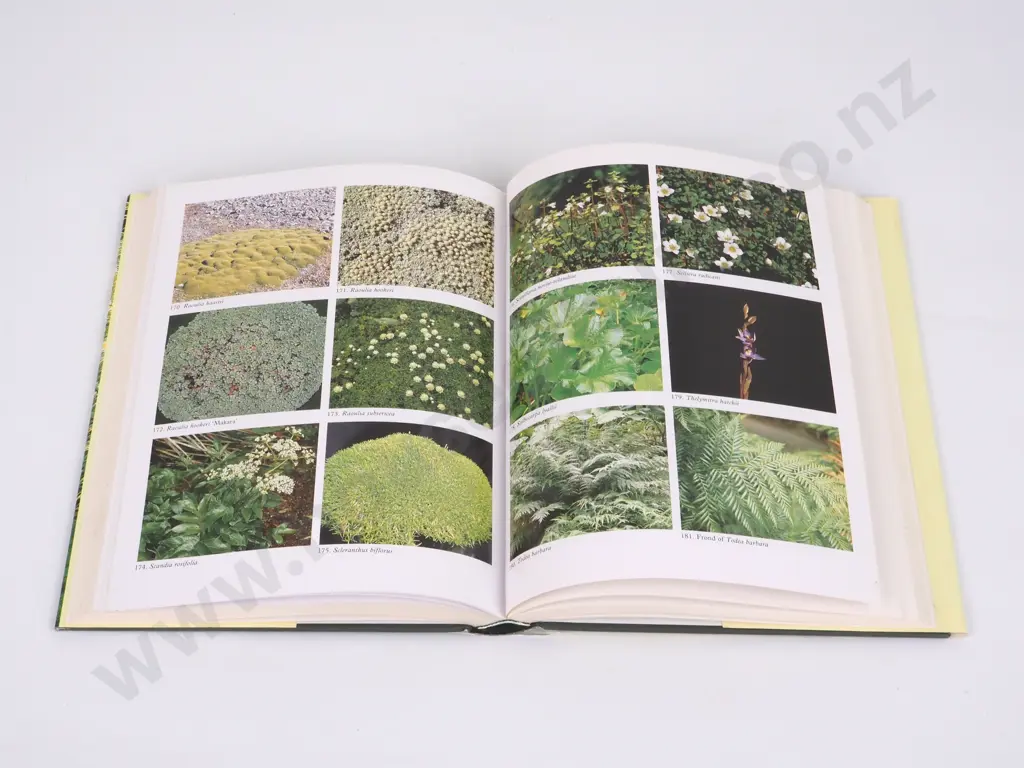 The Cultivation of New Zealand Plants : Lawrie Metcalf Image 1++