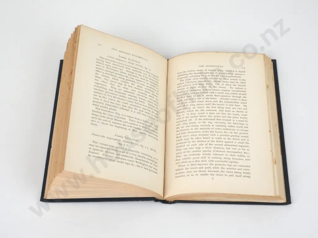 Hudson, G.V.; An Elementary Manual of New Zealand Entomology  Image 1++