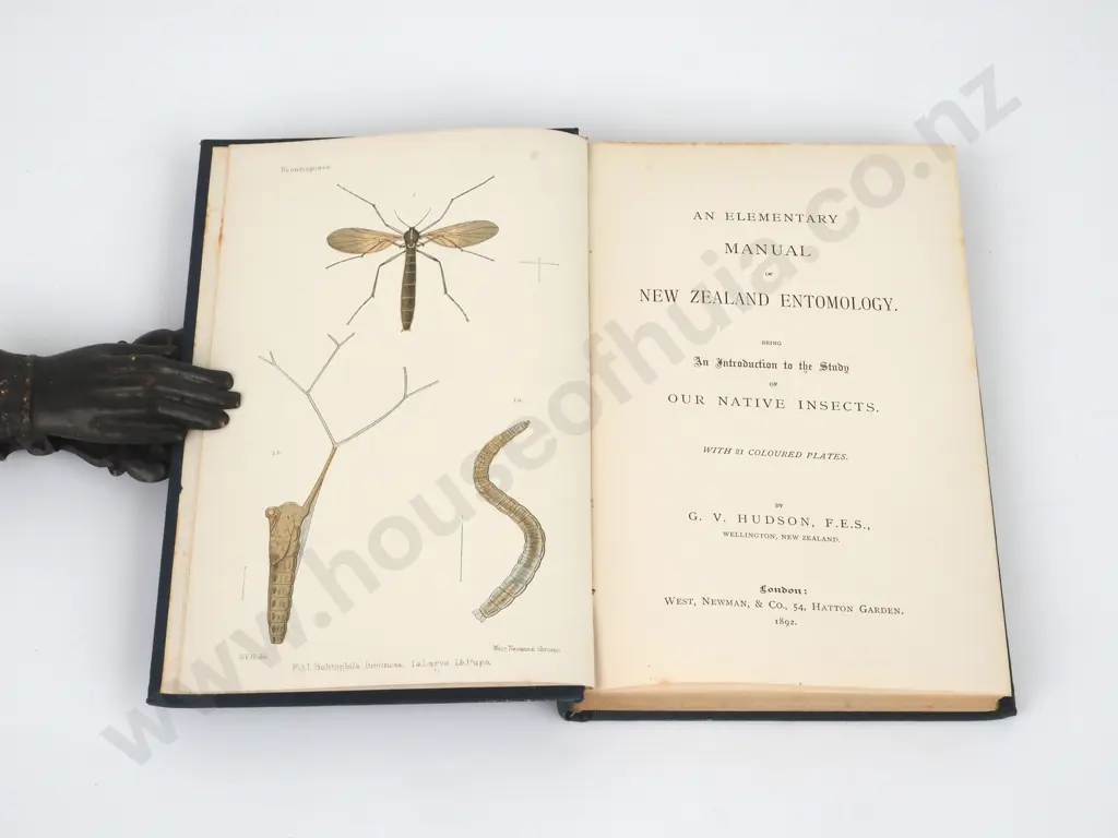 Hudson, G.V.; An Elementary Manual of New Zealand Entomology  Image 1++